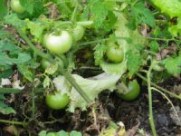Organic Farm03.jpg